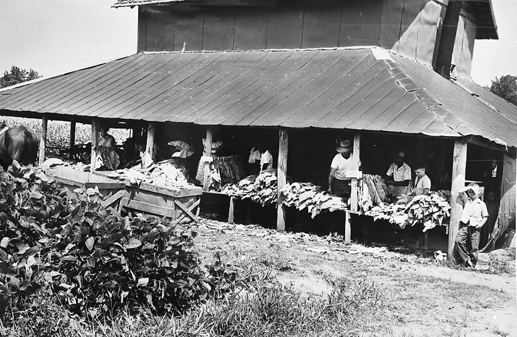 old tobacco photos06.JPG